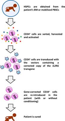 Immune Reconstitution After Gene Therapy Approaches in Patients With X-Linked Severe Combined Immunodeficiency Disease